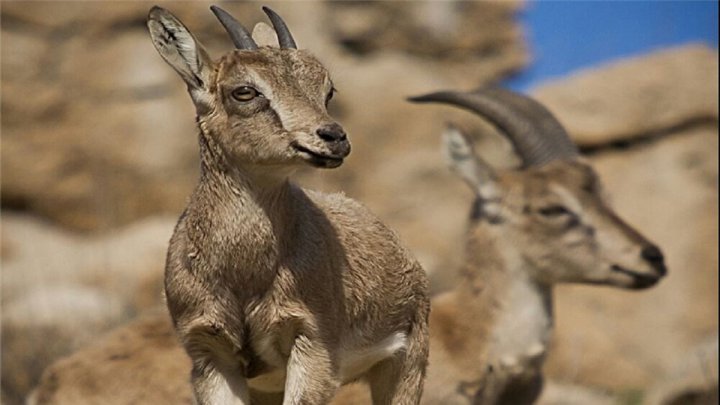 جنگل هایی که همچنان می سوزند/ نقش جهان، جهانی شد/ وقتی مهریه تبدیل به چالش می شود