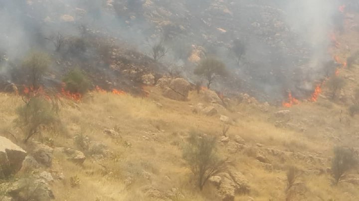 جنگل هایی که همچنان می سوزند/ نقش جهان، جهانی شد/ وقتی مهریه تبدیل به چالش می شود