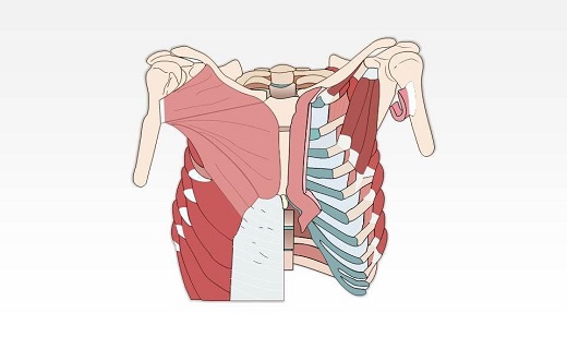 عضلات قفسه سینه
