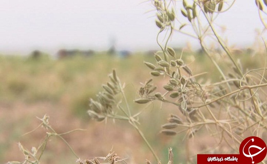 زیره گیاهی کم آب، اما پر سود؛ ثروتی که در سمنان رو به رشد است+فیلم