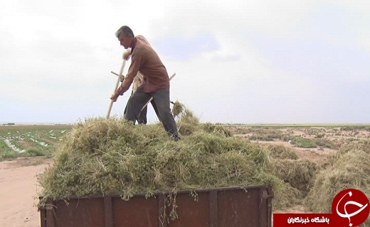 ارزش اقتصادی بالا و ارزآوری مهمترین رغبت کشاورزان به کشت این محصول