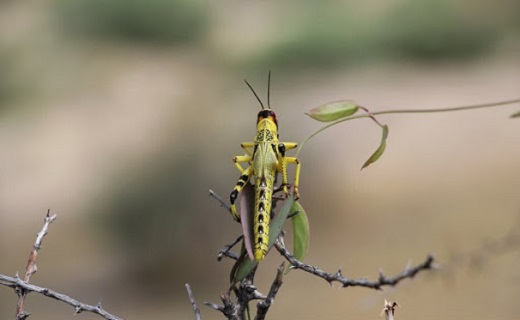 موج سواری ملخ‌ها بر روی مزارع استان سمنان/تلاش برای ریشه کنی این مهمان‌های ناخوانده‌