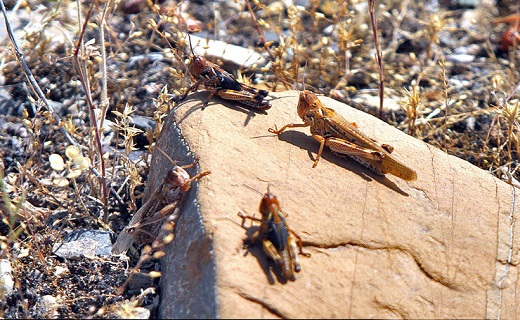 موج سواری ملخ‌ها بر روی مزارع استان سمنان/تلاش برای ریشه کنی این مهمان‌های ناخوانده‌