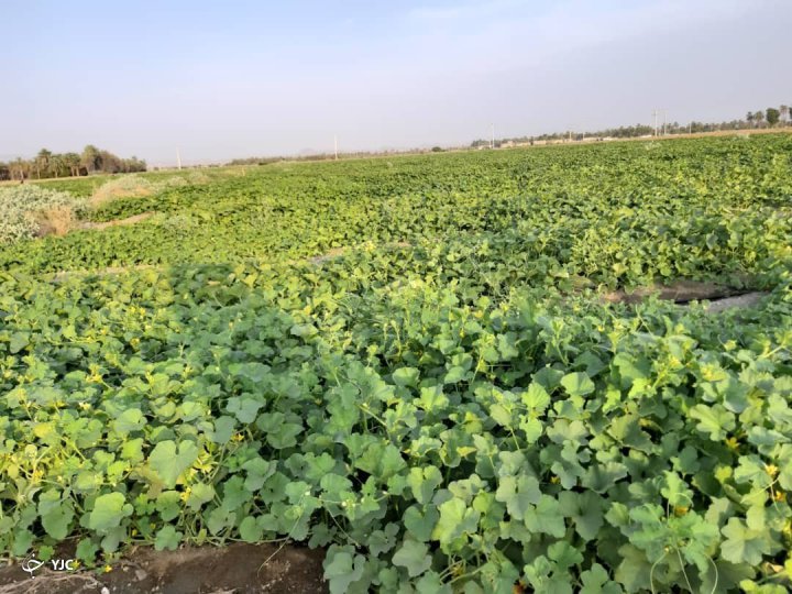 بذر، معدن طلای دلالان در جنوب کرمان