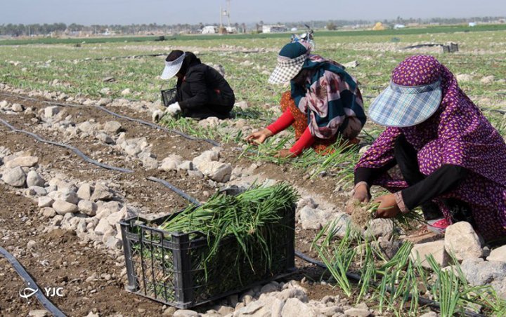 بذر، معدن طلای دلالان در جنوب کرمان