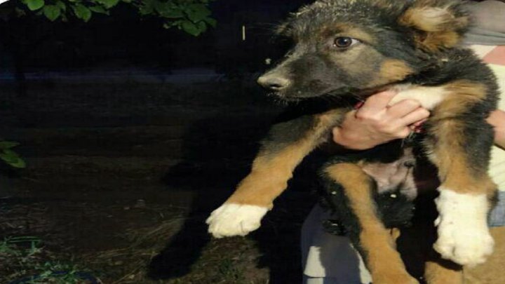 نجات یک قلاده سگ از عمق چاه