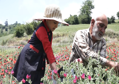 برداشت گل گاوزبان در مازندران