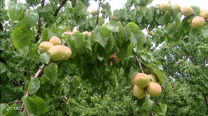 سود آوری و اشتغال پایدار با آبزی‌پروری/ در اینجا از آب کره می گیرند