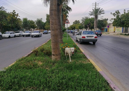 سگ ولگرد در حال پرسه زدن در خیابان های شهر