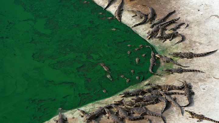 تصاویری از بزرگترین مزرعه تمساح‌ها
