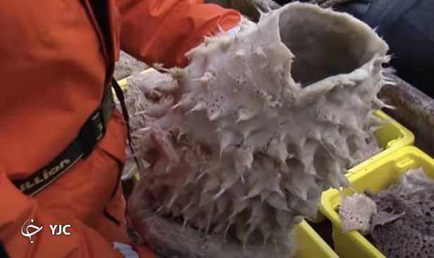 موجودات عجیب الخلقه‌ای که در قطب جنوب پیدا شده اند!
