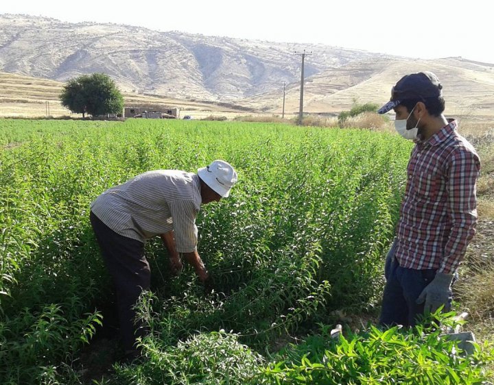 وضعیت آبیاری نوین در خراسان رضوی