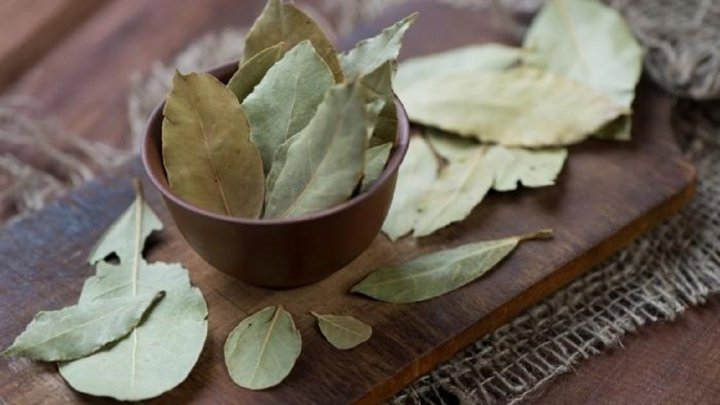 خواص برگ بو؛ گیاهی که یک&zwnj;تنه سرماخوردگی و آنفلونزا را حریف است