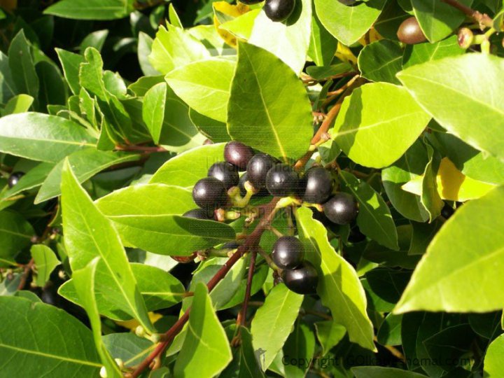 برگ بو؛ ادویه&zwnj;ای شگفت انگیز و مفید/ راهی آسان برای درمان سرماخوردگی و آنفلونزا