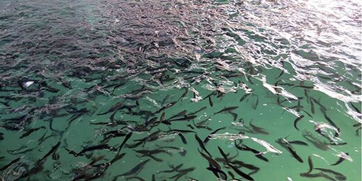 تولید سالانه ۲۵۰۰ تن ماهی در نهاوند