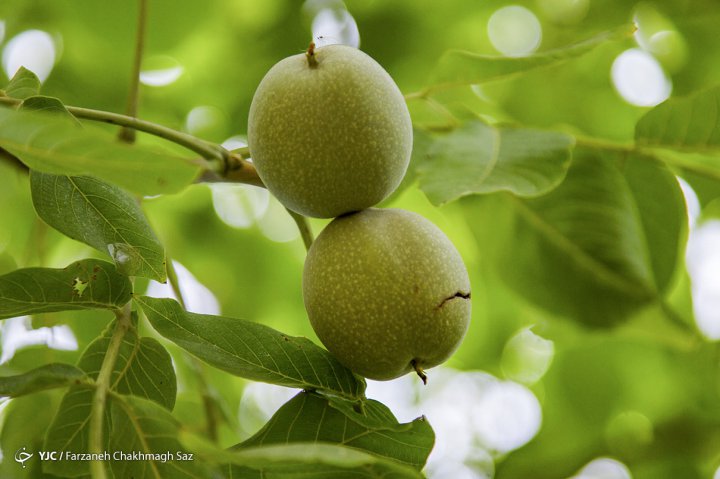 شهرستان تویسرکان مهد طلای سبز ایران