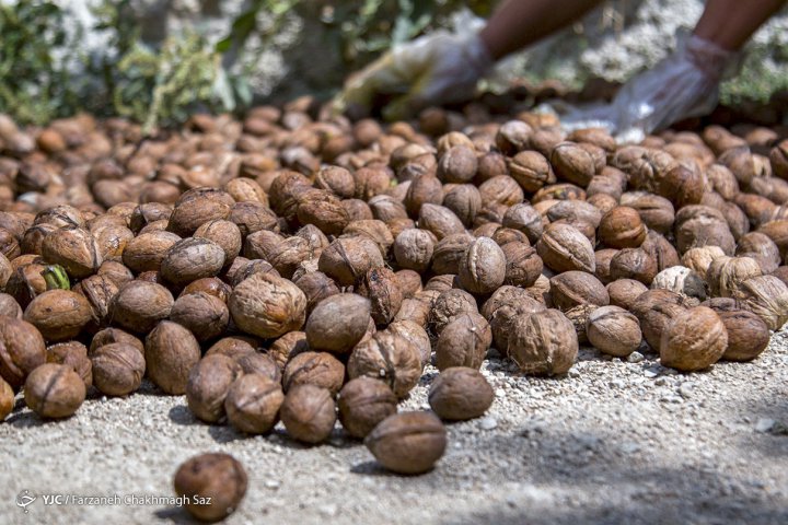 شهرستان تویسرکان مهد طلای سبز ایران