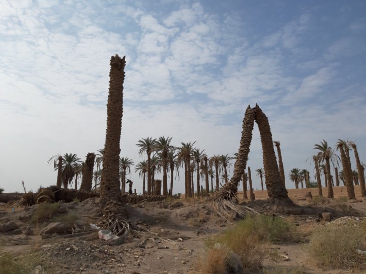 نخل