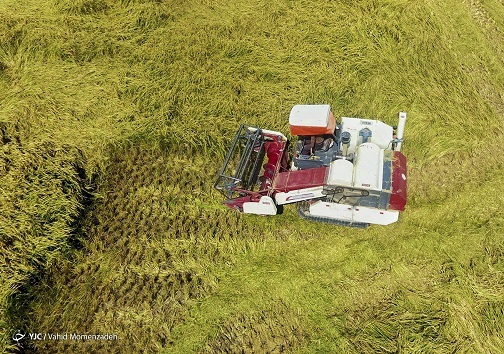درو برنج در یک زمین کشاورزی