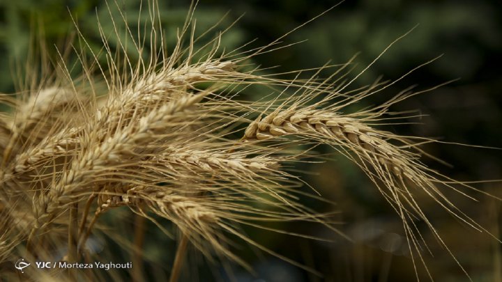 رشد ۶ درصدی سطح زیر کشت گندم/اصلاح قانون خرید تضمینی راهی برای پایداری تولید