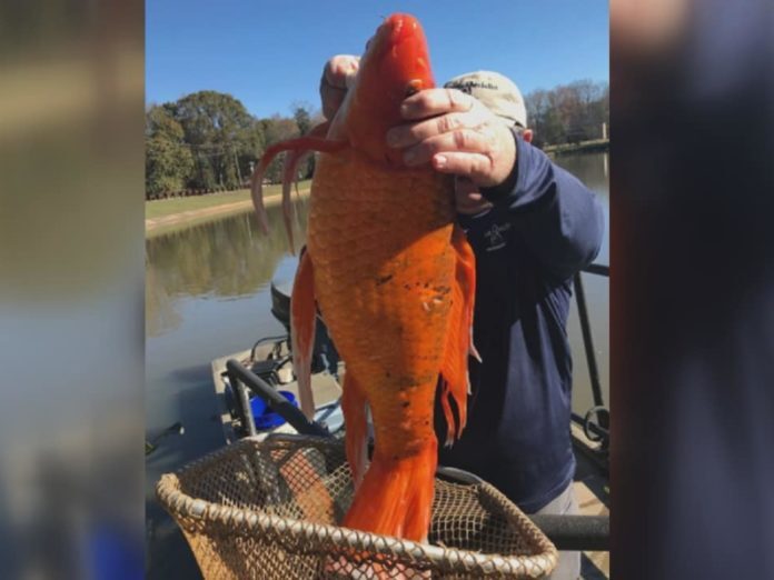 صید ماهی قرمز غول پیکر در دریاچه کارولینای جنوبی+عکس