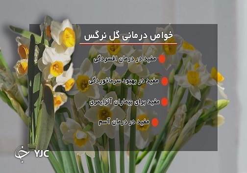 بهار نرگس در کویر/ خوشبوی زمستانی، نیازمند حمایت