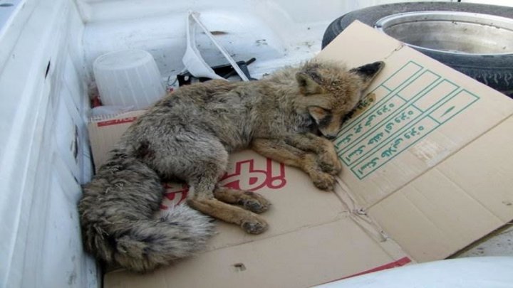 ورود یک قلاده روباه به منزل مسکونی در سنندج