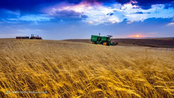 سطح زیر کشت گندم به بیش از ۶ میلیون هکتار می‌رسد/اصلاح قیمت خرید تضمینی راهی برای بستن دروازه‌های کشور به روی واردات/تولید گندم جوابگوی بخش صنف و صنعت است