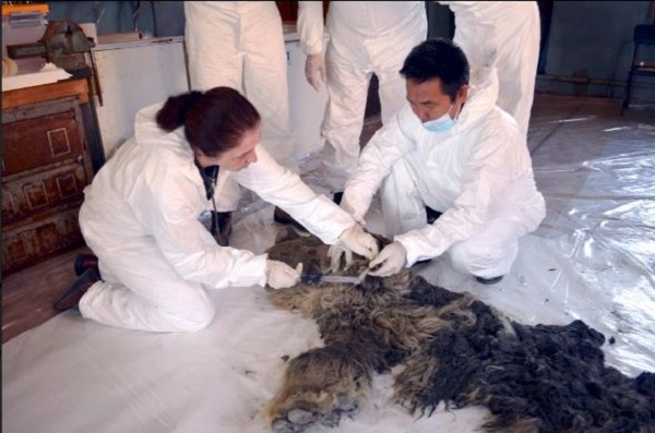 کشف جسد یک کرگدن منقرض شده در یخ‌های سیبری