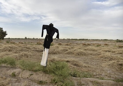 رنج بی‌آبی مزارع شرق اصفهان و سالها امید به زاینده‌رود خشک