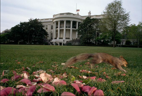 عکس منتخب نشنال جئوگرافیک از بازیگوشی یک سنجاب در مقابل کاخ سفید