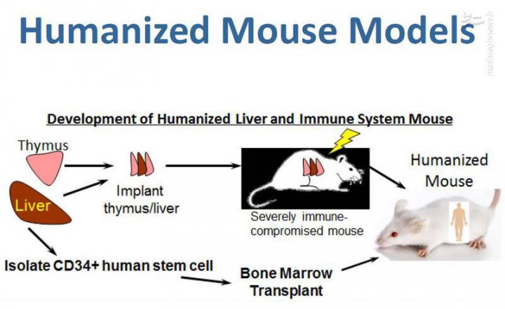 صدور مجوز فایزر و مدرنا توسط نهادی که اعضای جنین انسان را به موش پیوند می‌زند/اختلالات خونی و مرگ با واکسن‌های آمریکایی