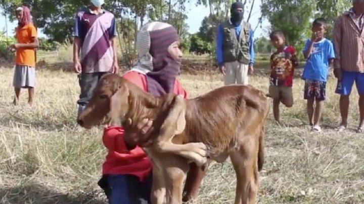 احترام عجیب روستاییان به گوساله پنچ پا!