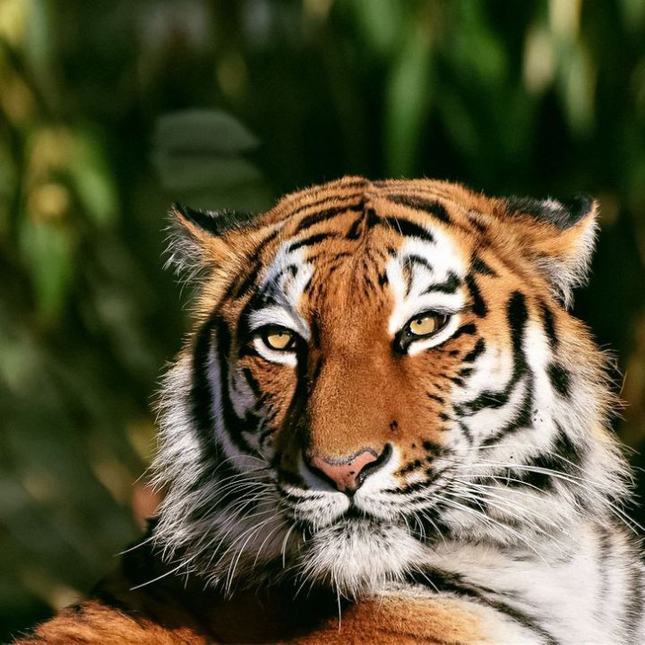 معمای تصویری؛ اجسام پنهان شده در تصاویر را پیدا کنید