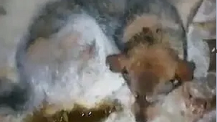 یخ بستن سگ در دمای ۵۴_ درجه سیبری!