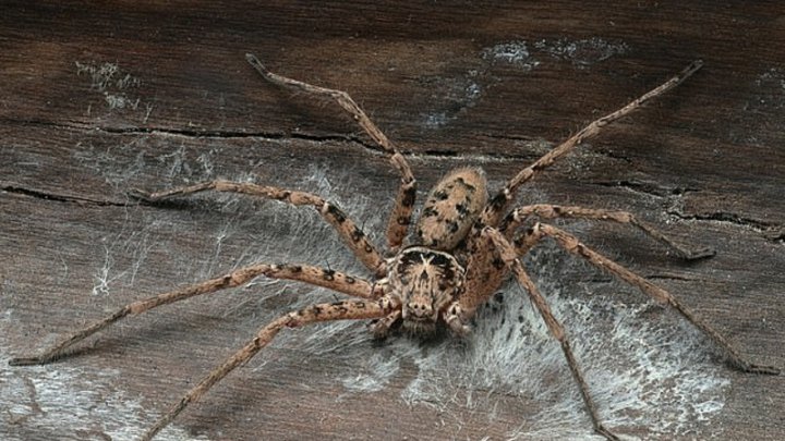 صحنه عجیب قورت دادن قورباغه توسط عنکبوت خرچنگی