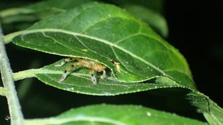 صحنه عجیب قورت دادن قورباغه توسط عنکبوت خرچنگی