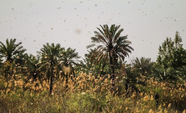 (تصاویر) هجوم ملخ‌ها به مزارع کشاورزی آبادان