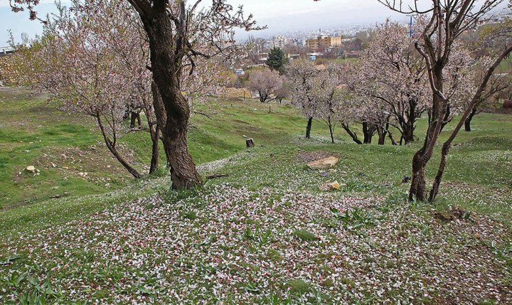 (تصاویر) شکوفه ریزان در تگرگ