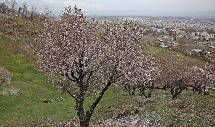 (تصاویر) شکوفه ریزان در تگرگ