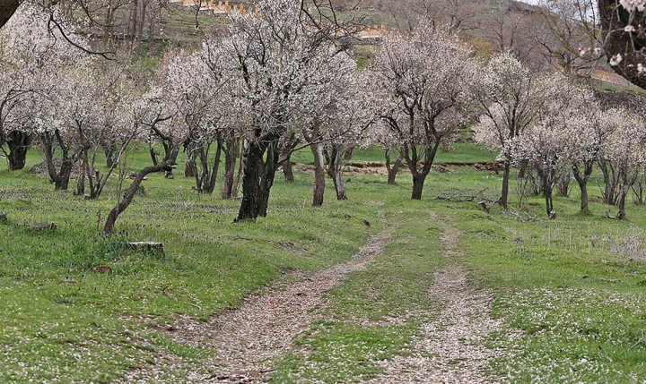 (تصاویر) شکوفه ریزان در تگرگ