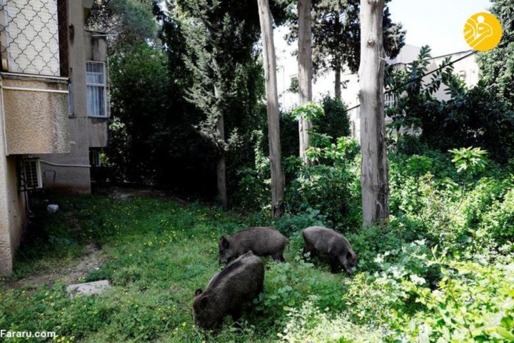 (تصاویر) وحشت از گرازهای وحشی در حیفا