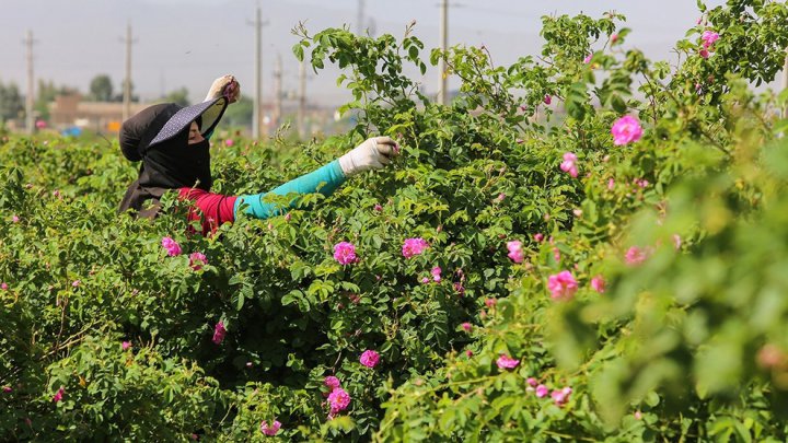 (تصاویر) برداشت گل و گلاب‌گیری در باغ‌های آستان حضرت معصومه‎