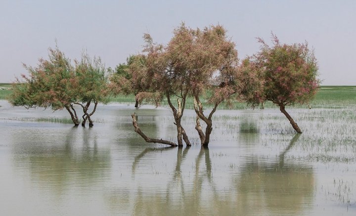 (تصاویر) حالِ خوبِ هامون