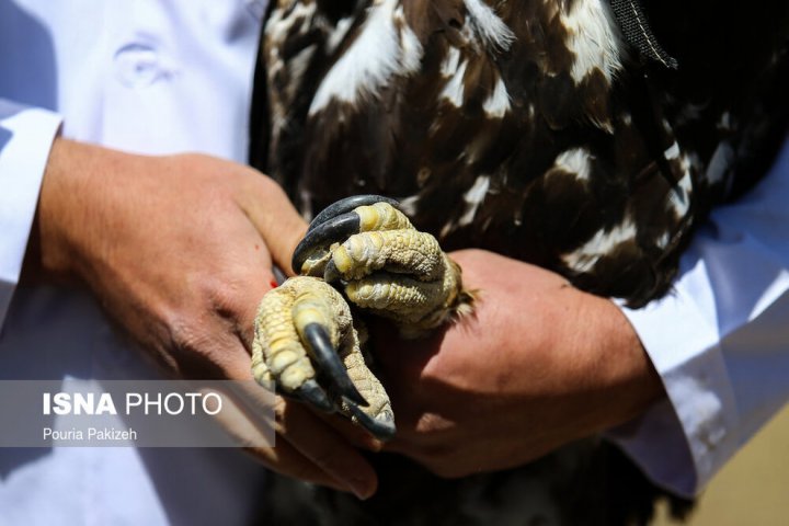 (تصاویر) رهاسازی پرندگان شکاری در همدان
