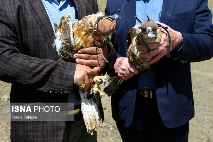 (تصاویر) رهاسازی پرندگان شکاری در همدان