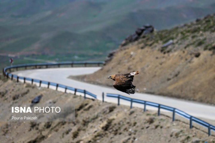 (تصاویر) رهاسازی پرندگان شکاری در همدان