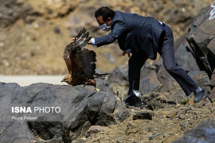 (تصاویر) رهاسازی پرندگان شکاری در همدان