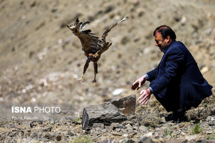 (تصاویر) رهاسازی پرندگان شکاری در همدان