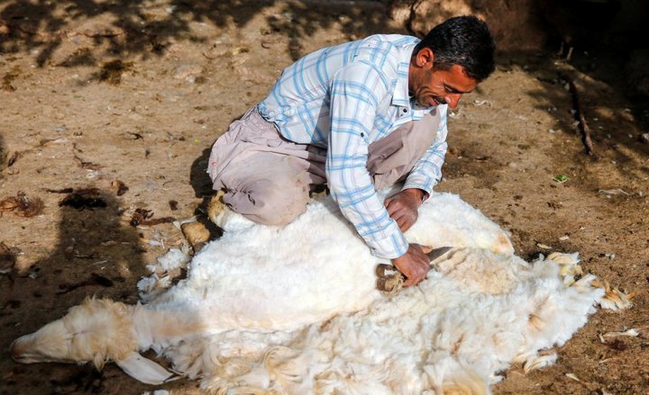 (تصاویر) پشم چینی گوسفندان